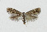  ( - NHMO-DAR-5130)  @12 [ ] Copyright (2015) Unspecified University of Oslo, Natural History Museum