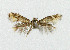  ( - NHMO-DAR-5131)  @12 [ ] Copyright (2015) Unspecified University of Oslo, Natural History Museum