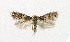  ( - NHMO-DAR-5151)  @13 [ ] Copyright (2015) Unspecified University of Oslo, Natural History Museum