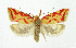  ( - NHMO-DAR-5162)  @11 [ ] Copyright (2015) Unspecified University of Oslo, Natural History Museum