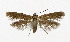  ( - NHMO-DAR-5170)  @11 [ ] Copyright (2015) Unspecified University of Oslo, Natural History Museum