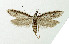  ( - NHMO-DAR-5175)  @14 [ ] Copyright (2015) Unspecified University of Oslo, Natural History Museum