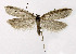  ( - NHMO-DAR-5176)  @14 [ ] Copyright (2015) Unspecified University of Oslo, Natural History Museum
