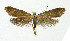  (Crassa tinctella - NHMO-DAR-5187)  @14 [ ] Copyright (2015) Unspecified University of Oslo, Natural History Museum