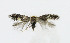  ( - NHMO-DAR-6326)  @11 [ ] Copyright (2015) Unspecified University of Oslo, Natural History Museum