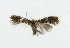  ( - NHMO-DAR-6333)  @12 [ ] Copyright (2015) Unspecified University of Oslo, Natural History Museum