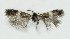  ( - NHMO-DAR-6338)  @12 [ ] Copyright (2015) Unspecified University of Oslo, Natural History Museum