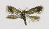  ( - NHMO-DAR-6343)  @11 [ ] Copyright (2015) Unspecified University of Oslo, Natural History Museum