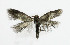  ( - NHMO-DAR-6345)  @13 [ ] Copyright (2015) Unspecified University of Oslo, Natural History Museum