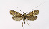  ( - NHMO-DAR-6349)  @13 [ ] Copyright (2015) Unspecified University of Oslo, Natural History Museum