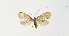  ( - NHMO-DAR-6360)  @11 [ ] Copyright (2015) Unspecified University of Oslo, Natural History Museum