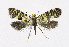  ( - NHMO-DAR-6364)  @13 [ ] Copyright (2015) Unspecified University of Oslo, Natural History Museum