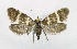  ( - NHMO-DAR-6365)  @14 [ ] Copyright (2015) Unspecified University of Oslo, Natural History Museum