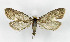  ( - NHMO-DAR-6366)  @11 [ ] Copyright (2015) Unspecified University of Oslo, Natural History Museum