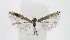  ( - NHMO-DAR-6374_3-T)  @13 [ ] Copyright (2018) Unspecified University of Oslo, Natural History Museum