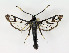  ( - NHMO-DAR-6379)  @13 [ ] Copyright (2015) Unspecified University of Oslo, Natural History Museum