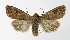  ( - NHMO-DAR-8556)  @14 [ ] CreativeCommons - Attribution Non-Commercial Share-Alike (2016) Unspecified University of Oslo, Natural History Museum