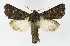  ( - NHMO-DAR-8561)  @14 [ ] CreativeCommons - Attribution Non-Commercial Share-Alike (2016) Unspecified University of Oslo, Natural History Museum