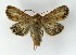  ( - NHMO-DAR-8562)  @14 [ ] CreativeCommons - Attribution Non-Commercial Share-Alike (2016) Unspecified University of Oslo, Natural History Museum