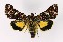  ( - NHMO-DAR-8564)  @14 [ ] CreativeCommons - Attribution Non-Commercial Share-Alike (2016) Unspecified University of Oslo, Natural History Museum