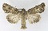  ( - NHMO-DAR-8565)  @14 [ ] CreativeCommons - Attribution Non-Commercial Share-Alike (2016) Unspecified University of Oslo, Natural History Museum