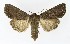  (Lacanobia suasa - NHMO-DAR-8569)  @15 [ ] CreativeCommons - Attribution Non-Commercial Share-Alike (2016) Unspecified University of Oslo, Natural History Museum