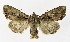  ( - NHMO-DAR-8570)  @14 [ ] CreativeCommons - Attribution Non-Commercial Share-Alike (2016) Unspecified University of Oslo, Natural History Museum