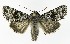  ( - NHMO-DAR-8573)  @15 [ ] CreativeCommons - Attribution Non-Commercial Share-Alike (2016) Unspecified University of Oslo, Natural History Museum