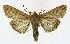  ( - NHMO-DAR-8582)  @14 [ ] CreativeCommons - Attribution Non-Commercial Share-Alike (2016) Unspecified University of Oslo, Natural History Museum