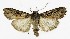  ( - NHMO-DAR-8591)  @11 [ ] CreativeCommons - Attribution Non-Commercial Share-Alike (2016) Unspecified University of Oslo, Natural History Museum