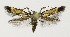  ( - NHMO-DAR-8604)  @13 [ ] CreativeCommons - Attribution Non-Commercial Share-Alike (2016) Unspecified University of Oslo, Natural History Museum