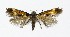  ( - NHMO-DAR-8605)  @11 [ ] CreativeCommons - Attribution Non-Commercial Share-Alike (2016) Unspecified University of Oslo, Natural History Museum