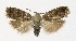  ( - NHMO-DAR-8646)  @14 [ ] CreativeCommons - Attribution Non-Commercial Share-Alike (2016) Unspecified University of Oslo, Natural History Museum