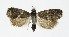  ( - NHMO-DAR-8668)  @13 [ ] CreativeCommons - Attribution Non-Commercial Share-Alike (2016) Unspecified University of Oslo, Natural History Museum