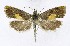  ( - NHMO-DAR-8679)  @13 [ ] CreativeCommons - Attribution Non-Commercial Share-Alike (2016) Unspecified University of Oslo, Natural History Museum