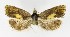  ( - NHMO-DAR-8680)  @12 [ ] CreativeCommons - Attribution Non-Commercial Share-Alike (2016) Unspecified University of Oslo, Natural History Museum