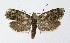 ( - NHMO-DAR-8693)  @11 [ ] CreativeCommons - Attribution Non-Commercial Share-Alike (2016) Unspecified University of Oslo, Natural History Museum