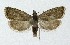  ( - NHMO-DAR-8702)  @13 [ ] CreativeCommons - Attribution Non-Commercial Share-Alike (2016) Unspecified University of Oslo, Natural History Museum