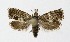  ( - NHMO-DAR-8704)  @14 [ ] CreativeCommons - Attribution Non-Commercial Share-Alike (2016) Unspecified University of Oslo, Natural History Museum