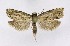  ( - NHMO-DAR-8706)  @13 [ ] CreativeCommons - Attribution Non-Commercial Share-Alike (2016) Unspecified University of Oslo, Natural History Museum