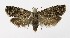  ( - NHMO-DAR-8735)  @14 [ ] CreativeCommons - Attribution Non-Commercial Share-Alike (2016) Unspecified University of Oslo, Natural History Museum