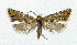  ( - NHMO-DAR-5226)  @13 [ ] Copyright (2015) Unspecified University of Oslo, Natural History Museum