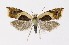 ( - NHMO-DAR-8761)  @13 [ ] CreativeCommons - Attribution Non-Commercial Share-Alike (2016) Unspecified University of Oslo, Natural History Museum