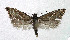  ( - NHMO-DAR-5230)  @14 [ ] Copyright (2015) Unspecified University of Oslo, Natural History Museum