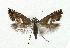  ( - NHMO-DAR-5232)  @13 [ ] Copyright (2015) Unspecified University of Oslo, Natural History Museum
