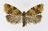  ( - NHMO-DAR-8861)  @13 [ ] CreativeCommons - Attribution Non-Commercial Share-Alike (2016) Unspecified University of Oslo, Natural History Museum