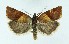  ( - NHMO-DAR-8863)  @13 [ ] CreativeCommons - Attribution Non-Commercial Share-Alike (2016) Unspecified University of Oslo, Natural History Museum