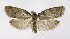  (Eana incanana - NHMO-DAR-8868)  @15 [ ] CreativeCommons - Attribution Non-Commercial Share-Alike (2016) Unspecified University of Oslo, Natural History Museum