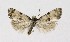  ( - NHMO-DAR-8879)  @12 [ ] CreativeCommons - Attribution Non-Commercial Share-Alike (2016) Unspecified University of Oslo, Natural History Museum