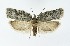  (Acleris roscidana - NHMO-DAR-8889)  @15 [ ] CreativeCommons - Attribution Non-Commercial Share-Alike (2016) Unspecified University of Oslo, Natural History Museum